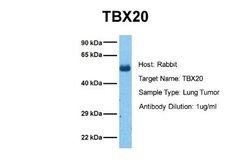 TBX20 Antibody, Novus Biologicals 100 &mu;L | Buy Online | Novus Biologicals | Fisher Scientific